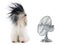 Tibetan terrier and fan