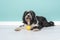 Tibetan terrier lying down with a yellow ball in a living room setting on a blue background