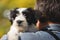 Tibetan terrier puppy looking over mans shoulder