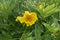 Tibetan tree peony Paeonia lutea var ludlowii budding golden-yellow flower