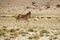 Tibetan wild donkey at highland pasturage