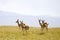 Tibetan wild gazelles