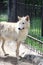 Tibetan Wolf in a shelter for sick wild animals