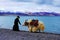 A Tibetan woman and a white yak standing by the shore of beautiful Namtso lake