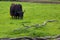 A Tibetan Yak in Spring