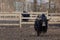 Tibetan yak in a zoo, herbivorous and large animal with horns.