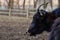 Tibetan yak in a zoo, herbivorous and large animal with horns.