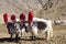 Tibetan yaks