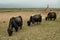 Tibetan Yaks grazing in Qinghai