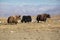 Tibetan Yaks near on the road from Shigatse to Dingri