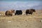 Tibetan Yaks near on the road from Shigatse to Dingri