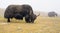 Tibetan yaks on pasture