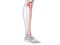 The tibia bone