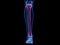 The tibia bone