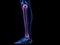 The tibia bone