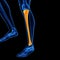 The tibia bone