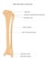 Tibia and fibula- leg bones