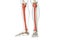 Tibia or shin bone in red color with body 3D rendering illustration isolated on white with copy space. Human skeleton and leg