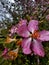 Tibouchina fraterna flower with vibrant, deep purple petals is pictured in a lush, natural setting