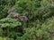 Tibouchina granulosa seasonal flowers tree contrast in green forest