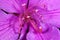 Tibouchina mutabilis is an evergreen tree with an open crown that grows in Brazil.