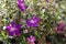 Tibouchina or princess flowers or Brazilian spider plant,  