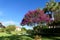 Tibouchina Tree in Full Bloom with Purple Flowers