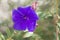 Tibouchina Urvilleana Flower