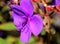 Tibouchina urvilleana, Glory bush, Princess flower, Lasiandra