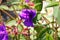 Tibouchina urvilleana, Glory bush, Princess flower, Lasiandra