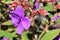 Tibouchina urvilleana, Glory bush, Princess flower, Lasiandra