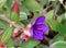 Tibouchina urvilleana, Princess flower, Purple glory bush