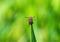 Tick brown sits on green blade of grass stalk in spring forest