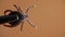 A tick is caught by metal tweezers and filmed in macro on an orange background