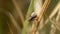 Tick Clinging to a Grass Straw, waiting for it\\\'s prey.