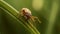 Tick Clinging to a Grass Straw, waiting for it\\\'s prey.