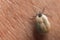 A tick drunk on blood crawls on human skin