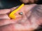 The tick engorged with blood moves and tick removal tool on the man hand close up, swollen tick stirs in the palm of a