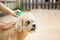 Tick and flea prevention for a dog