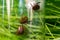 Tick in a glass bottle on a background of grass