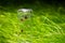 Tick in a glass bottle on a background of grass