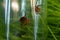 Tick in a glass bottle on a background of grass