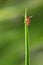 Tick on grass