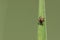 Tick on Grass Blade