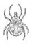 Tick illustration, drawing, engraving, ink, line art, vector