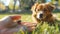 Tick Infestation on Human Finger with Dog in Grass - Close-up View