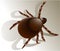 Tick insect