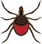 Tick insect