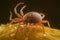 Tick insect macro photo. Generate ai