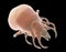 Tick Ixodes, an arthropod responsible for transmission of Lyme disease